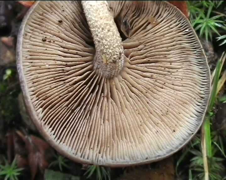 Agrocybe firma  (Peck)  Khner